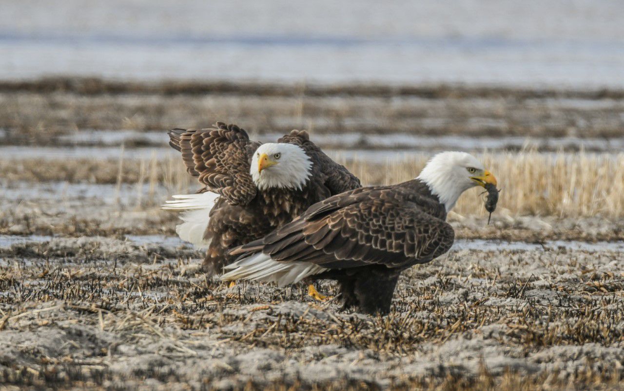 Bald eagles